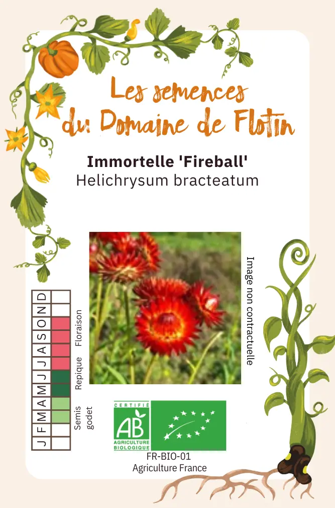 1_Immortelle 'Fireball' 0,5g Recto.webp