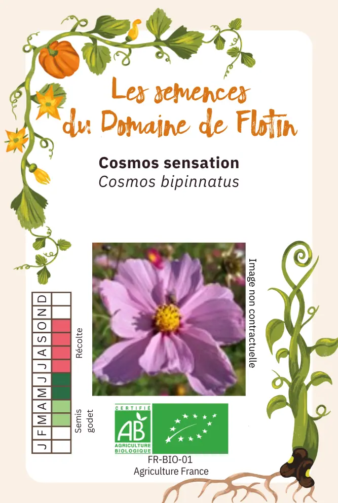 5_Cosmos sensation Recto.webp