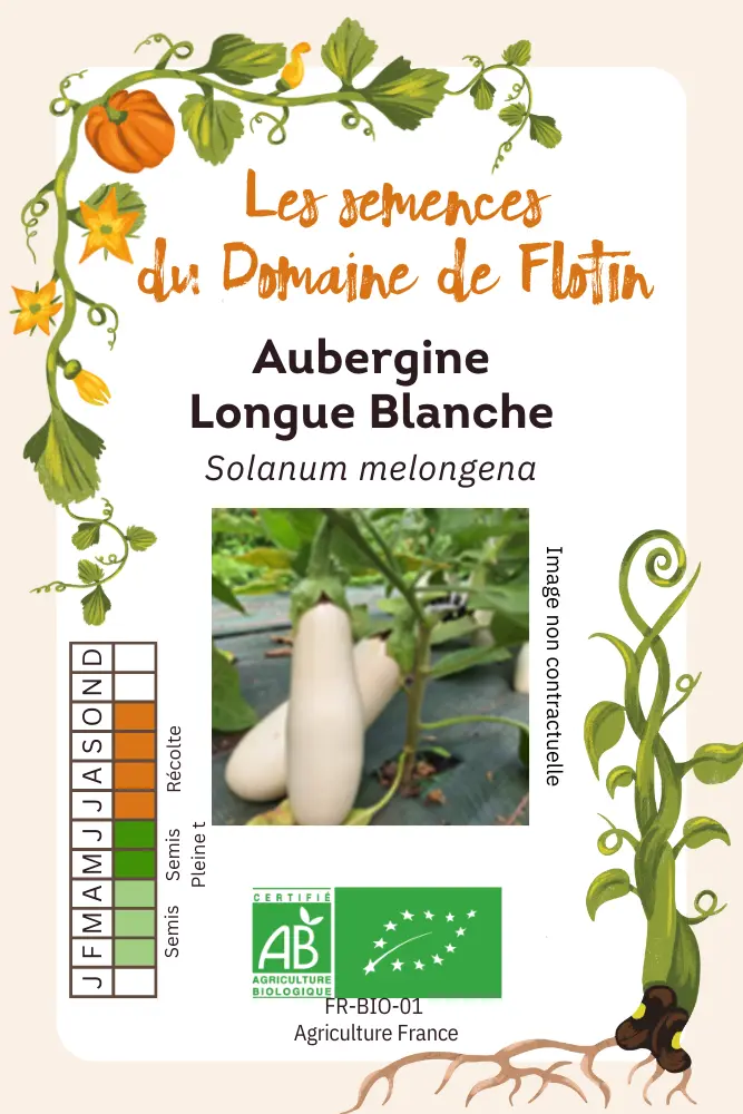Aubergine longue blanche.webp