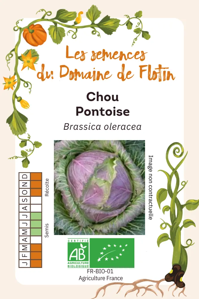 Chou Pontoise.webp