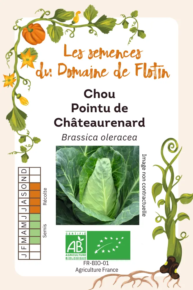 Chou pointu de chateaurenard.webp