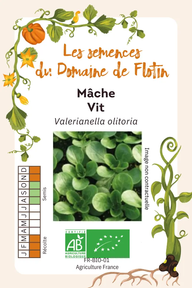 Mâche vit.webp