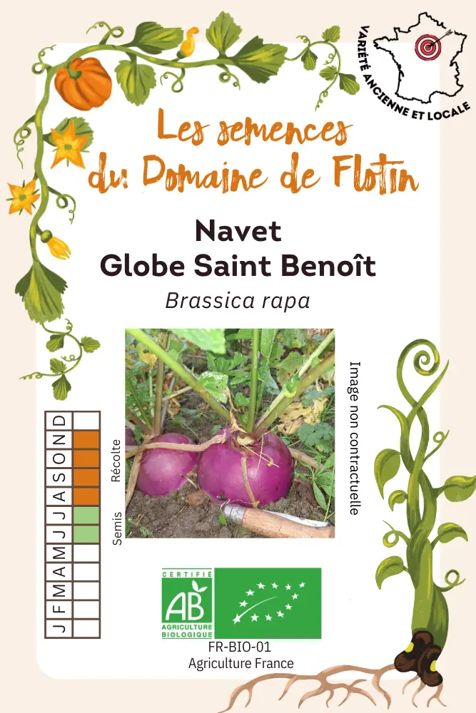 Navet Globe saint benoit .webp