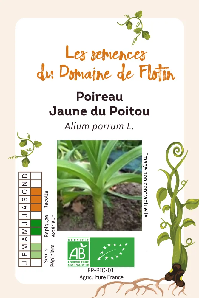 Poireau Jaune de poitou.webp