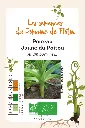 Poireau Jaune de poitou.webp
