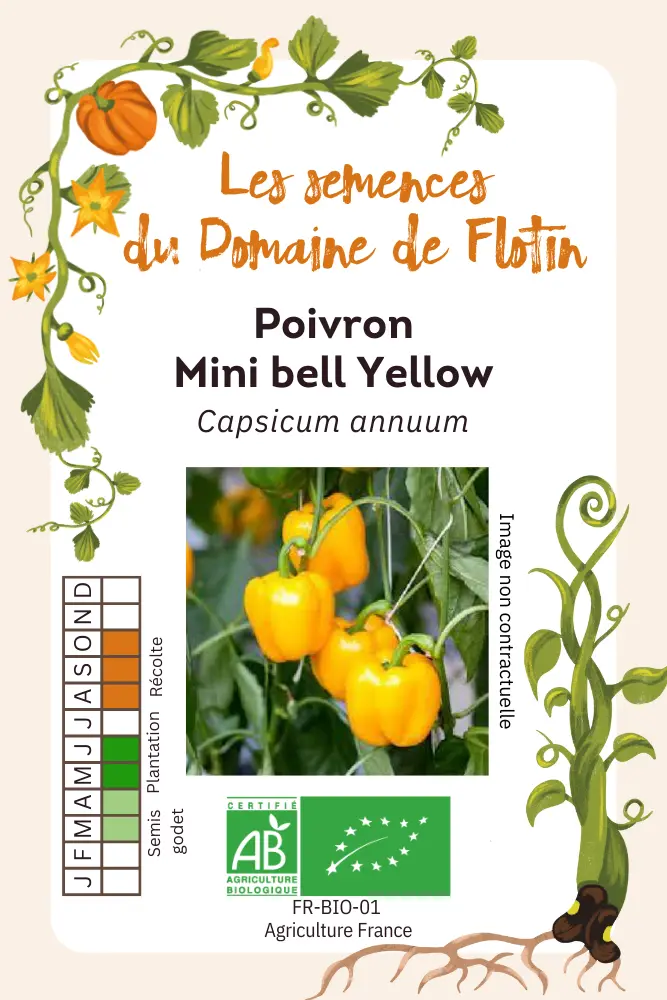Poivron Mini bell yellow.webp