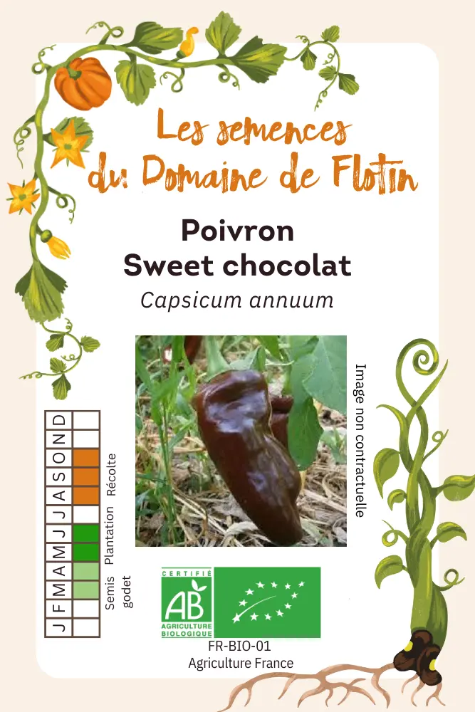 Poivron Sweet Chocolat.webp