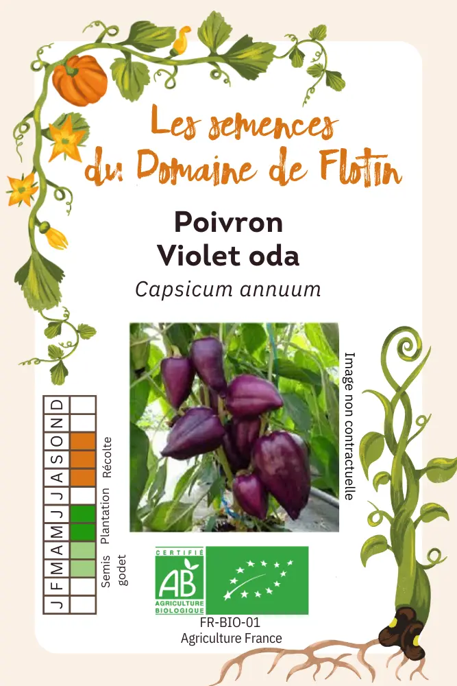 Poivron Violet oda.webp