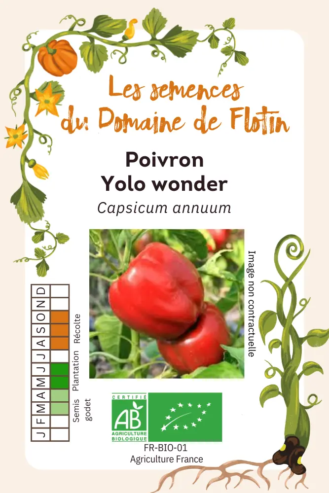 Poivron Yolo wonder.webp