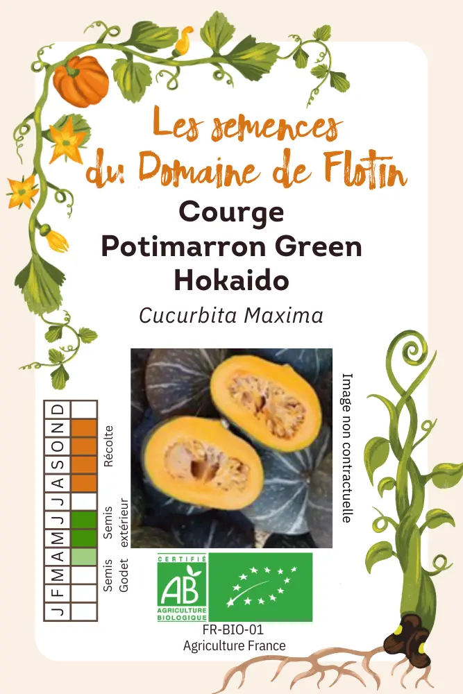 2_Courge  Green Hokaido.webp