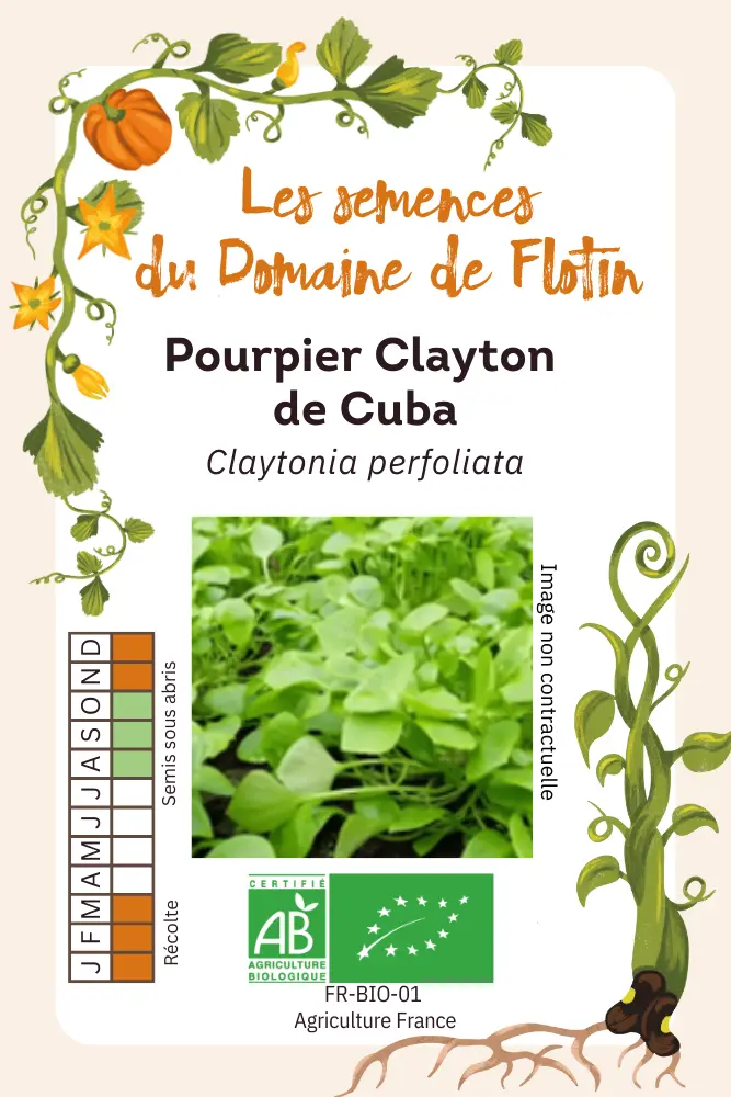 Pourpier clayton de Cuba.webp