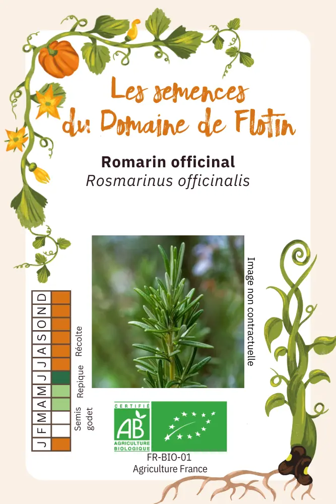 Romarin officinal.webp