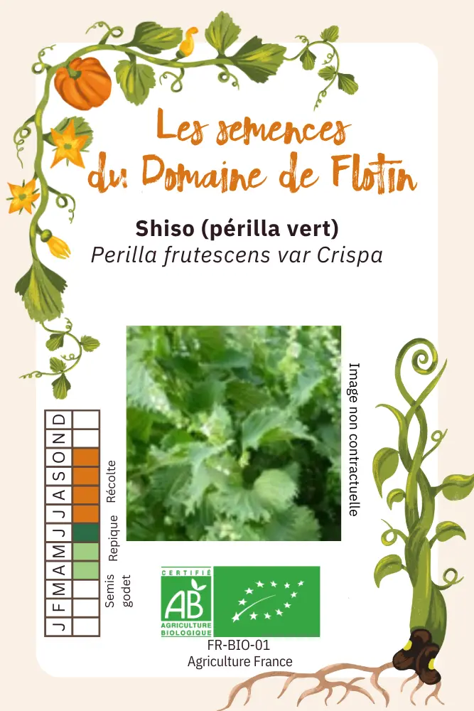 Shiso (périlla vert).webp