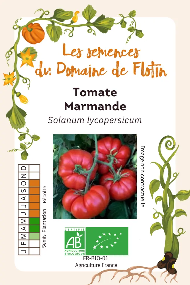 Tomate Marmande .webp
