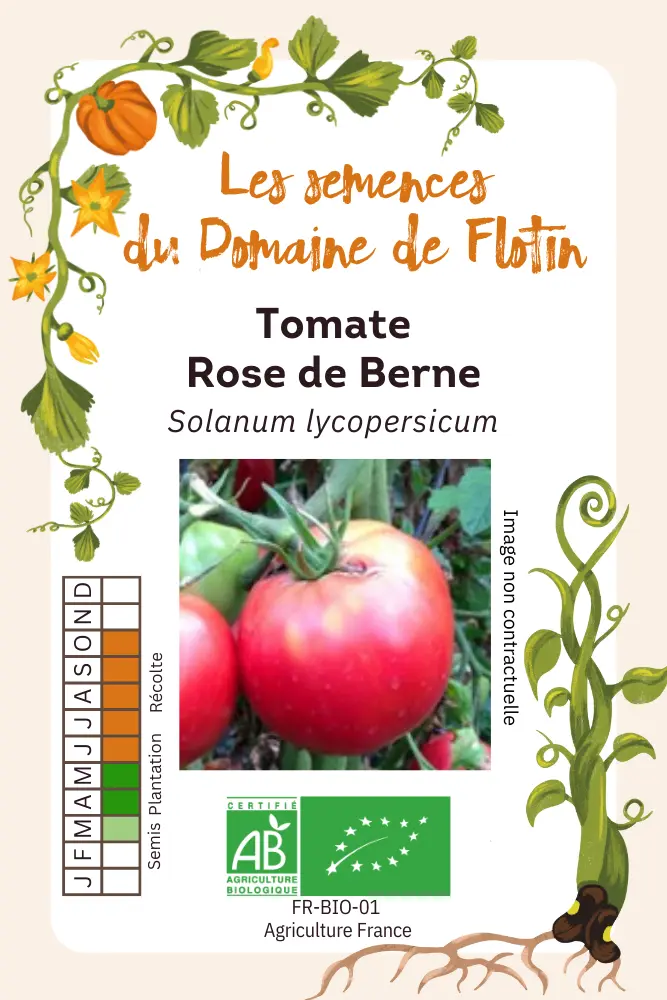 Tomate Rose de Berne.webp