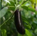 Aubergine Barbentane (semences biologiques)