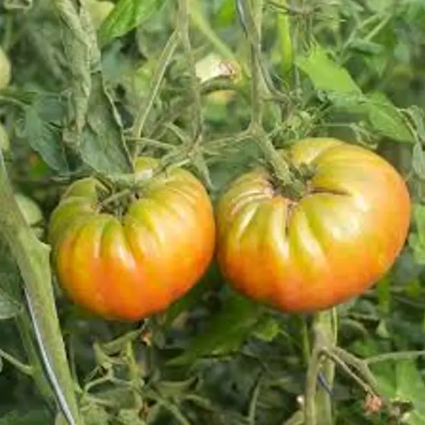 Tomate Ananas (semences biologiques)