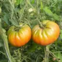 Tomate Ananas (semences biologiques)