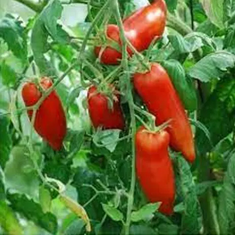 Tomate Andine cornue (semences biologiques)
