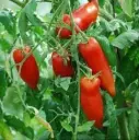 Tomate Andine cornue (semences biologiques)