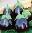 Aubergine Black beauty (semences biologiques)
