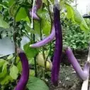 Aubergine Japanese pickling (semences biologiques)