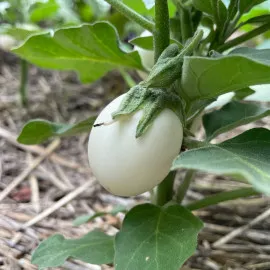 Aubergine Ronde Œuf (semences biologiques)
