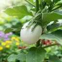 Aubergine Ronde Œuf (semences biologiques)