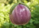 Aubergine Rosa Bianca (semences biologiques)