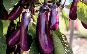 Aubergine Slim jim (semences biologiques)