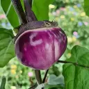 Aubergine Violette de Florence (semences biologiques)