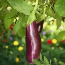 Aubergine Violette de Toulouse (semences biologiques)