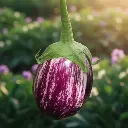 Aubergine Zebrina (semences biologiques)