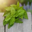 Basilic Grand vert (semences biologiques)