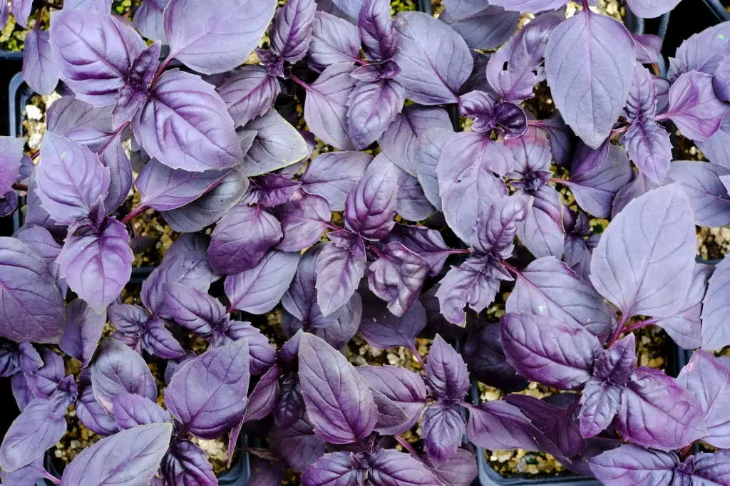 Basilic Rouge Osmin (semences biologiques)