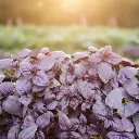 Basilic Rouge Osmin (semences biologiques)