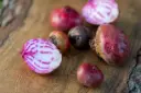 Betterave Chioggia (semences biologiques)