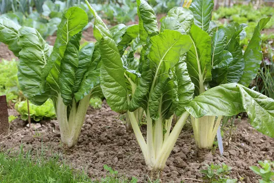 Blette Blanche de Berac (semences biologiques)