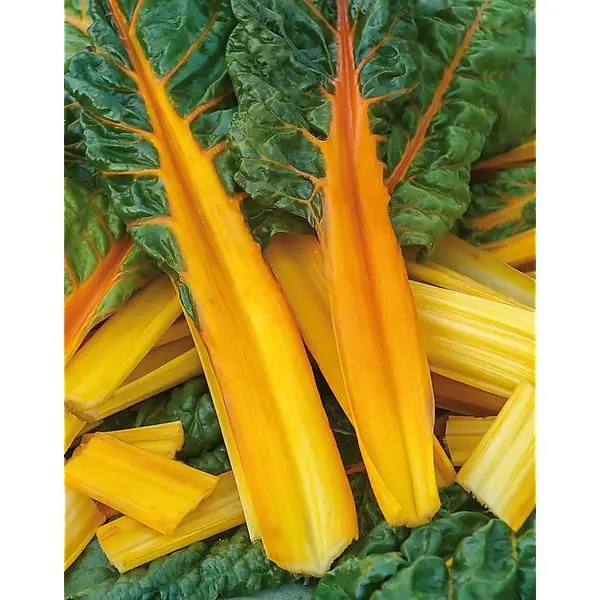 Blette Bright Yellow (semences biologiques)