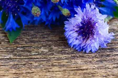 Bleuet - Fleurs (semences biologiques)