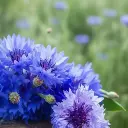 Bleuet - Fleurs (semences biologiques)