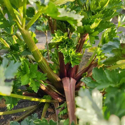 Céleri branche Violet de Tours (semences biologiques)