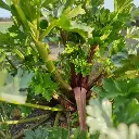 Céleri branche Violet de Tours (semences biologiques)