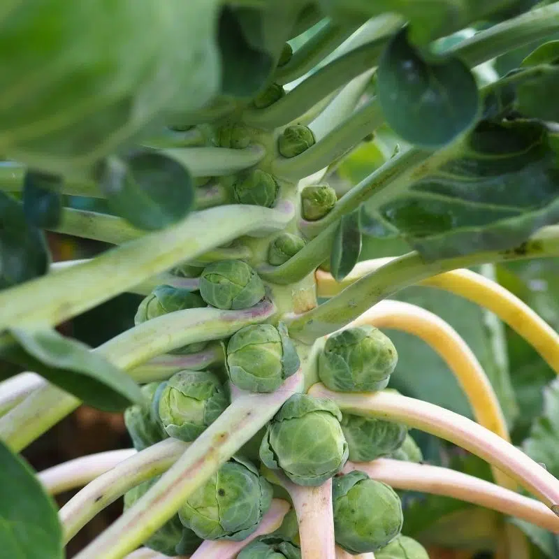 Chou de Bruxelles Groninger (semences biologiques)