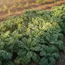 Chou kale Blue scotch curled (semences biologiques)