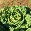 Chou pancalier de Touraine (semences biologiques)