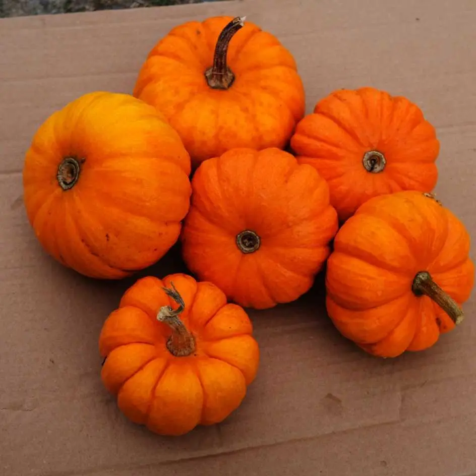 Citrouille Jack be Little (semences biologiques)