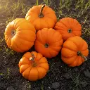 Courge Jack be Little (semences biologiques)