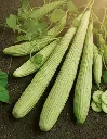 Concombre Arménien (semences biologiques)