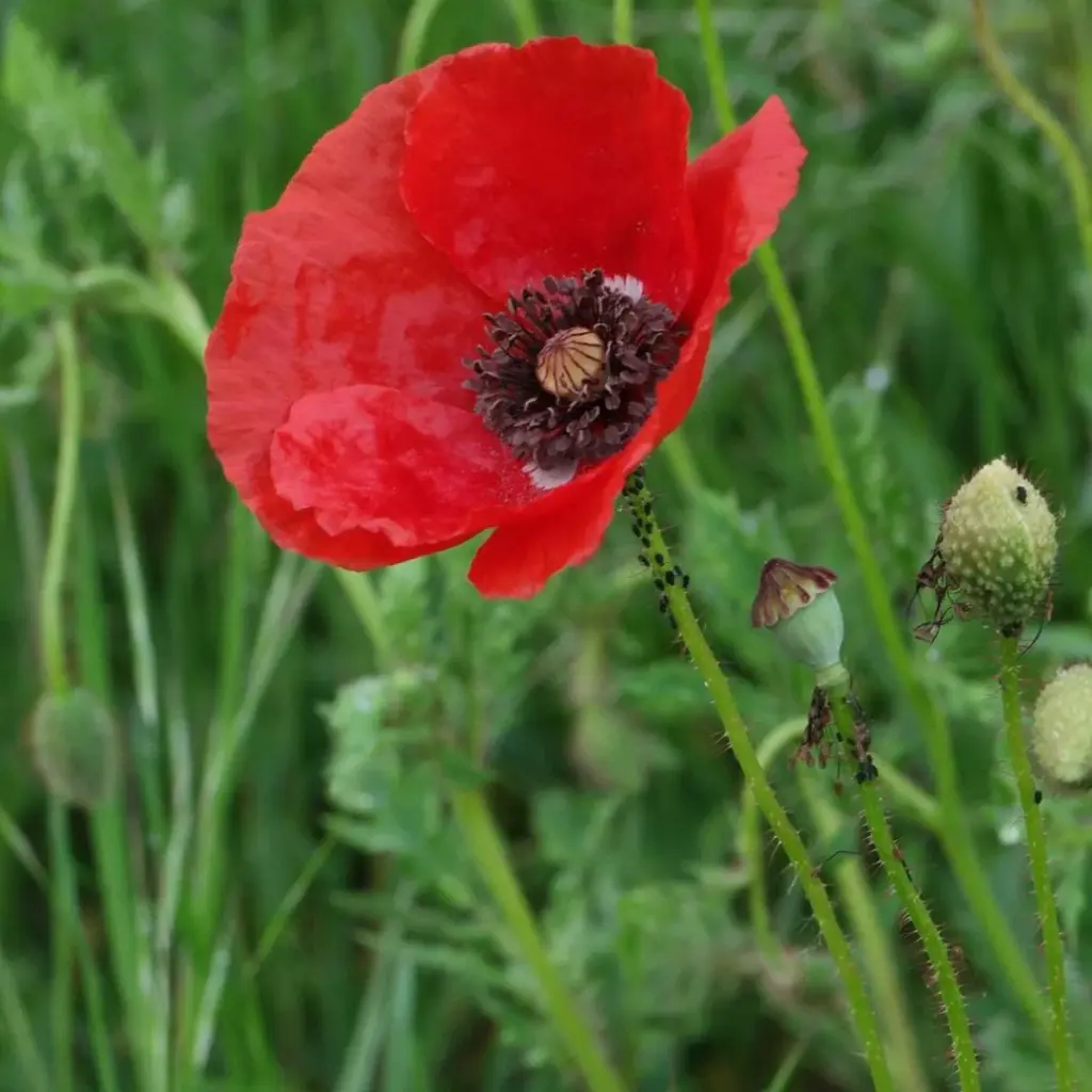 Coquelicot - Fleurs (semences biologiques)